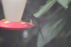 Heliodoxa imperatrix