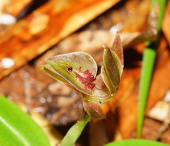 Chiloglottis triceratops
