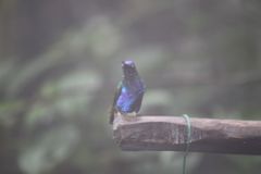 Boissonneaua jardini