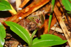Chiloglottis triceratops