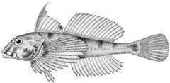 Lavender Sculpin photo 2
