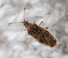 Trachypeplus chinensis