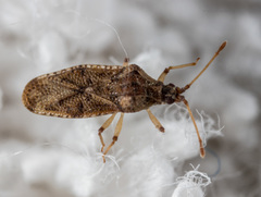 Trachypeplus chinensis