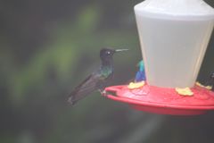 Boissonneaua jardini