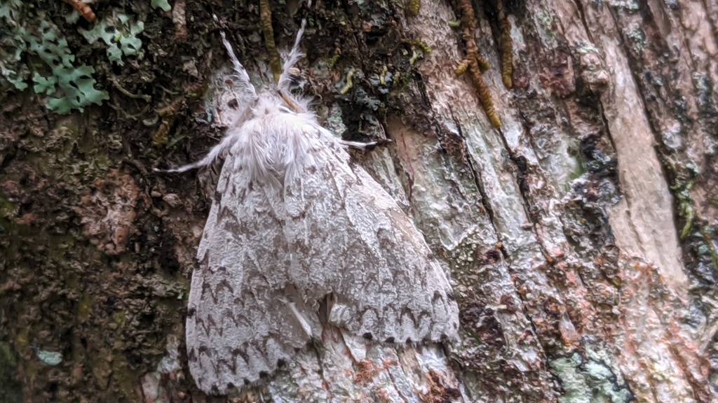 Lymantria malgassica