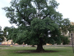 Fraxinus uhdei