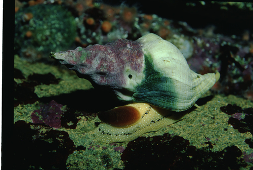 Kellet's Whelk