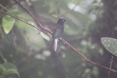 Boissonneaua jardini