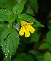 Erythranthe dentata