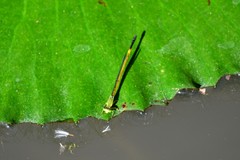 Ceriagrion fallax