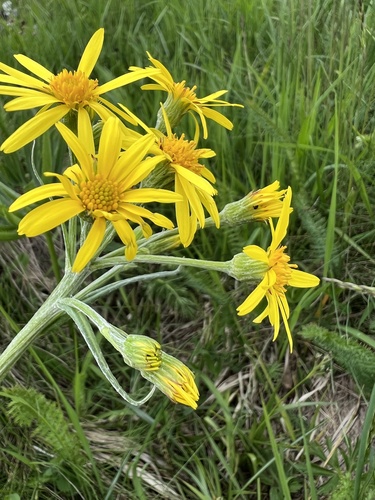 Downy fleawort (Tephroseris papposa)