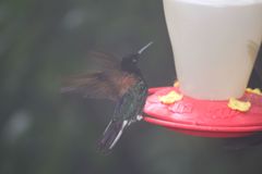 Boissonneaua jardini