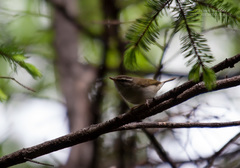 Phylloscopus tenellipes
