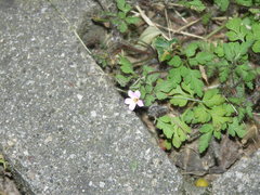 Geranium robertianum