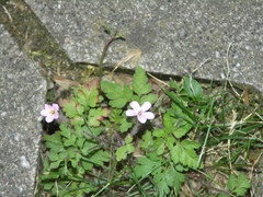 Geranium robertianum