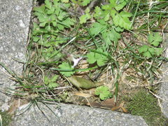 Geranium robertianum