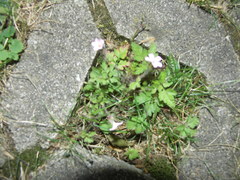 Geranium robertianum