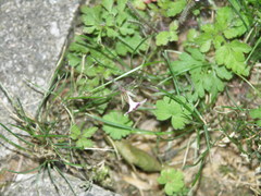 Geranium robertianum