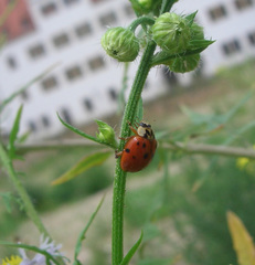Harmonia axyridis