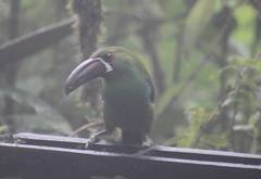 Crimson-Rumped Toucanet photo 2