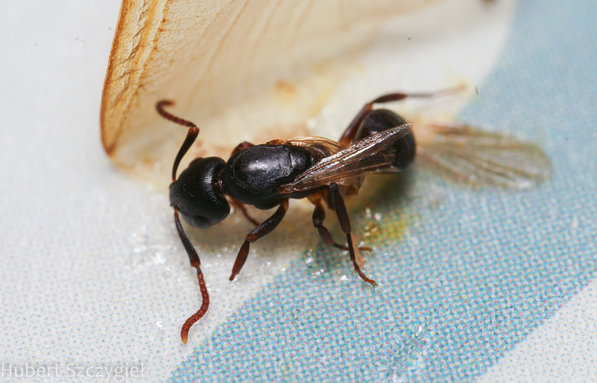 Overbeckia subclavata