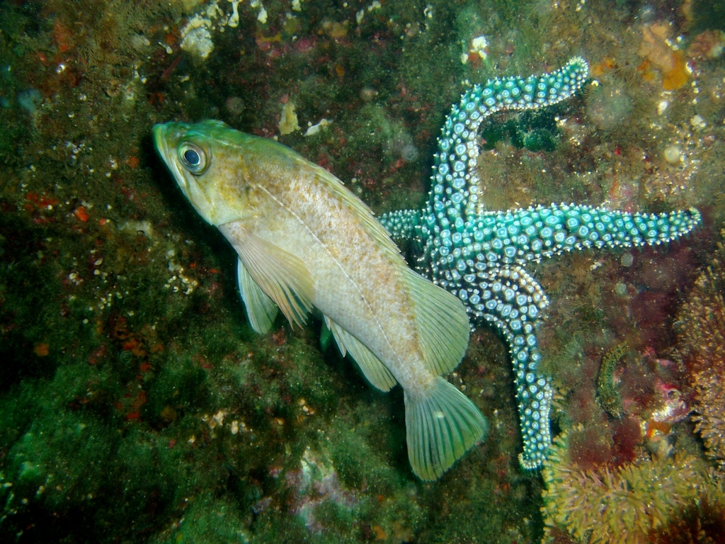 kelp rockfish