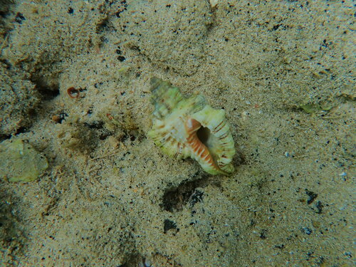 Monoplex nicobaricus observed 2023-06-02