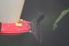 Boissonneaua jardini