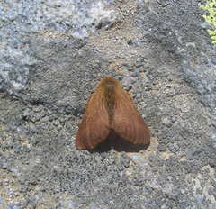 Malacosoma alpicolum