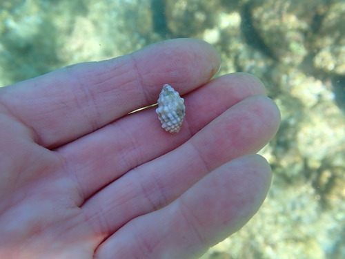Vexillum cancellarioides observed 2023-06-03