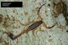 Lychas scutilus