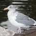 Larus glaucescens × occidentalis - Photo (c) Donna Pomeroy,  זכויות יוצרים חלקיות (CC BY-NC), uploaded by Donna Pomeroy