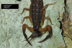 Lychas scutilus