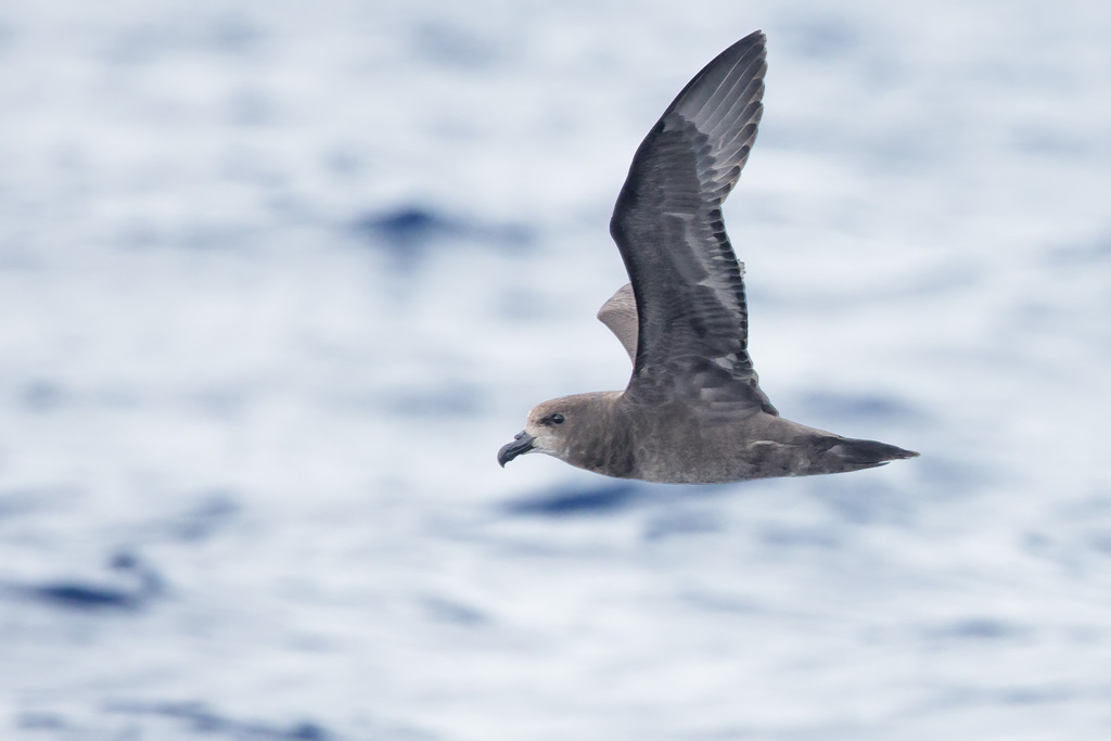 Gray Petrel photo