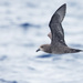 Grey-faced Petrel - Photo (c) leo_in_merimbula, some rights reserved (CC BY-NC)