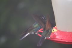 Boissonneaua jardini