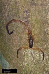 Lychas scutilus