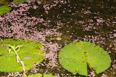 Pelophylax fukienensis