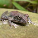 Yaeyama Kajika Frog - Photo (c) 張恒嘉, some rights reserved (CC BY-NC), uploaded by 張恒嘉