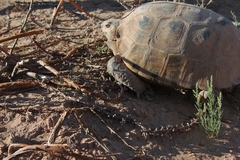Gopherus flavomarginatus