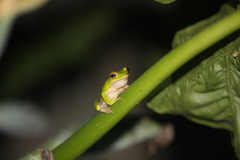 Zhangixalus prasinatus