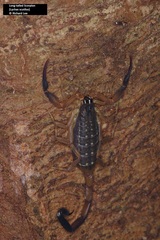 Lychas scutilus