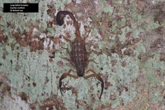 Lychas scutilus