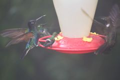 Boissonneaua jardini