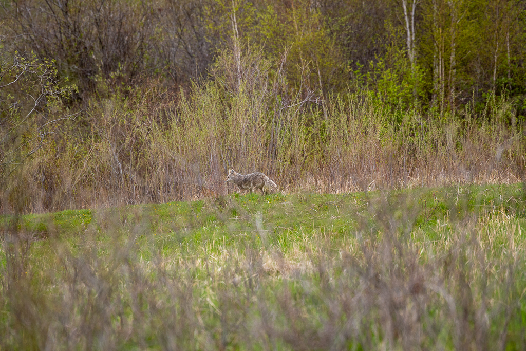 Plains Coyote (Canis latrans latrans) - Know Your Mammals