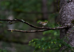 Phylloscopus tenellipes