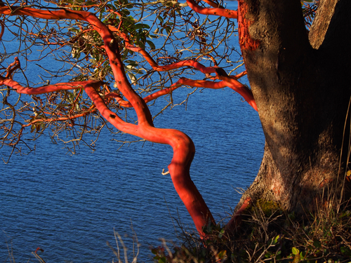 Madrone foliage