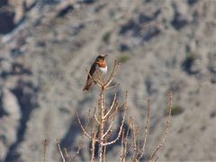 Turdus ruficollis