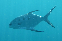 Largespotted Dart photo 4