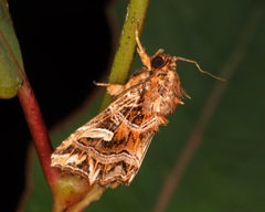 Callopistria exotica
